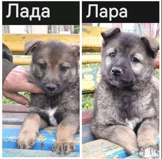 Щенки девочки