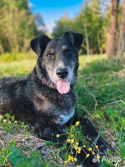 Хороший мальчик в добрые руки