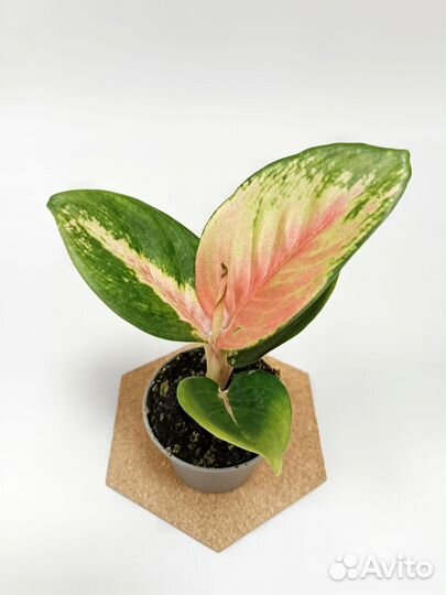 Аглонемы сортовые