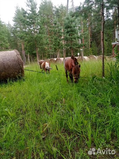 Лошади и пони возможна рассрочка