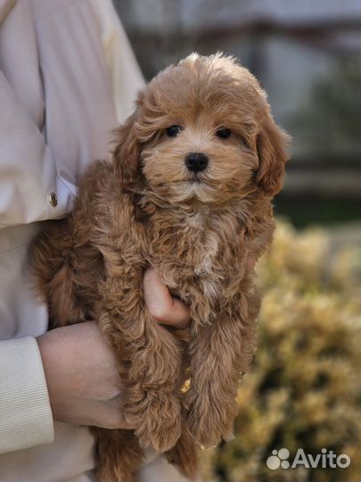 Щенки мальтипу мини и стандарт