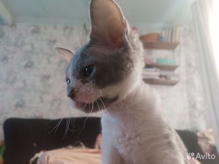 Донской сфинкс котята велюр