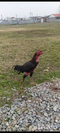 Продам бойцовых петухов