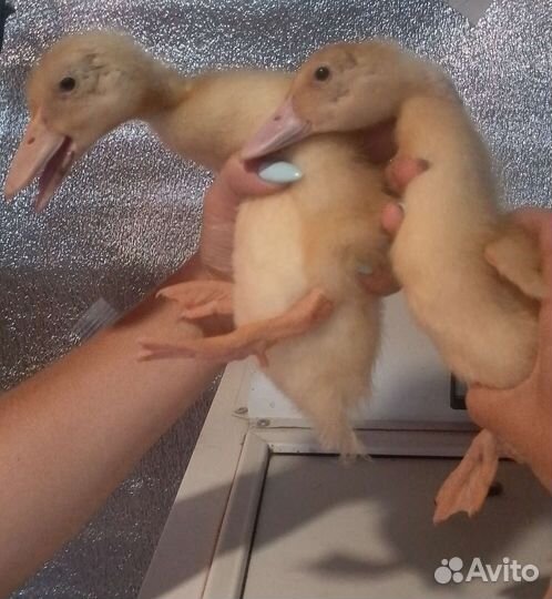Утята подрощенные