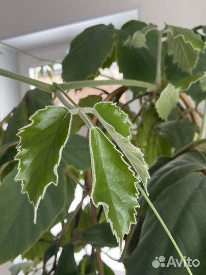 Тетрастигма большая