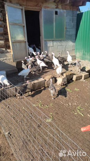 Индюки домашние