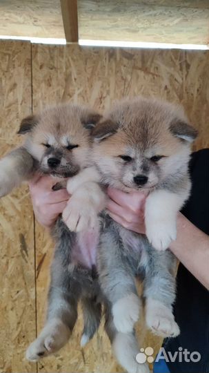 Щенки акита-ину