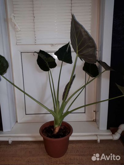 Калатея, алоказии, филодендрон