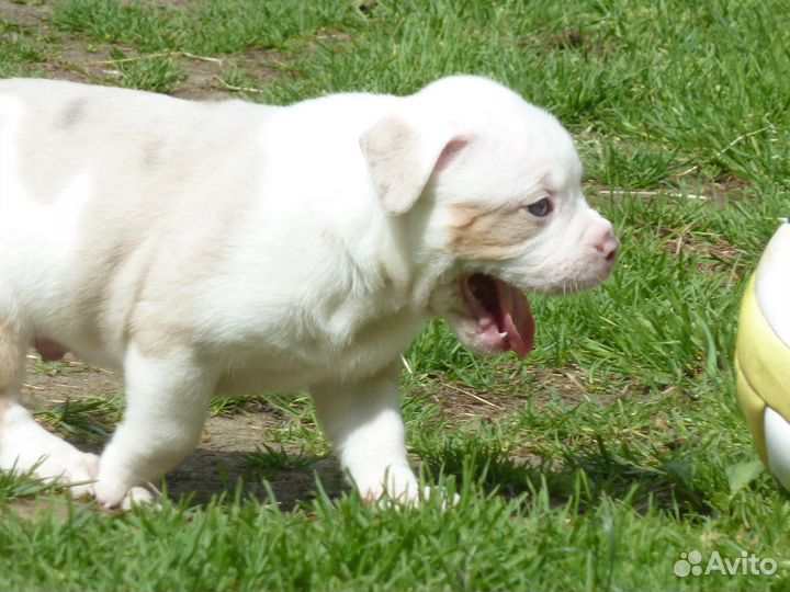 Американский булли