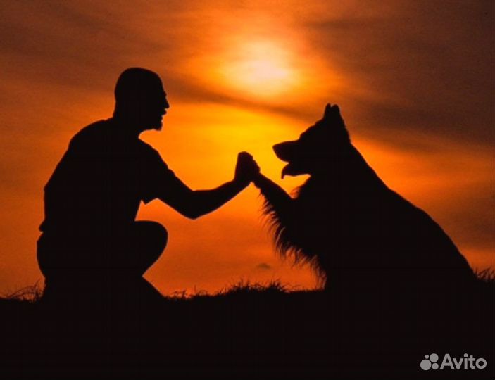 Дрессировка, коррекция поведения собак