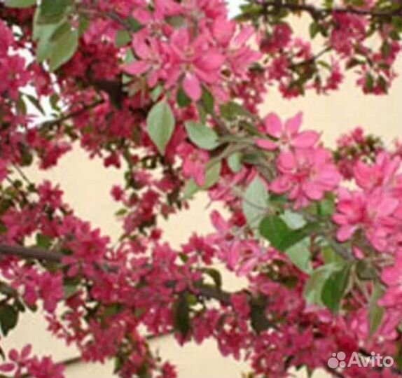 Саженцы краснолистной яблони зкс