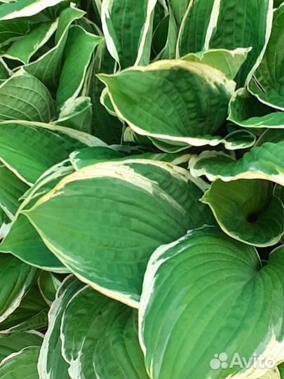 Цветы Хоста