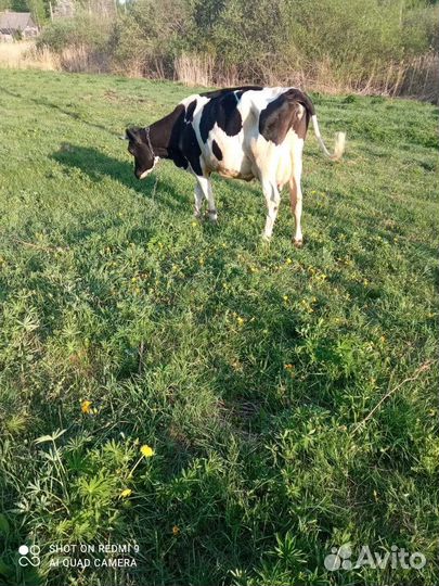 Корова молочная