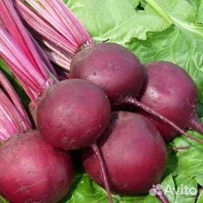 Семена Свеклы Пабло