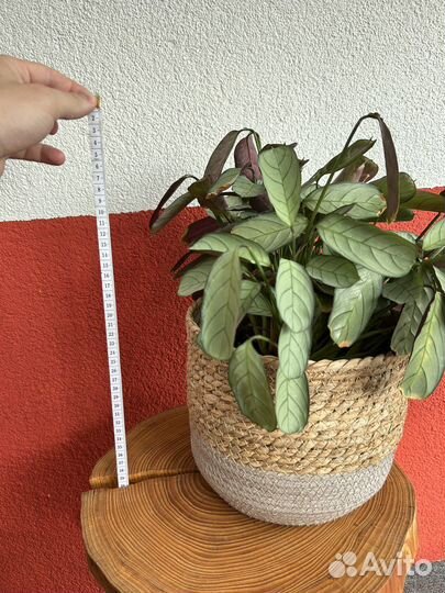 Ктенанта в плетеном горшке