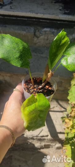 Калатея Нетворк (мозаичная)