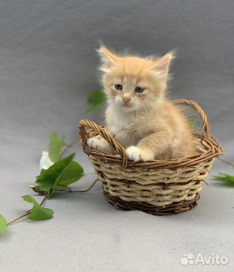 Рыжик 1,5 мес