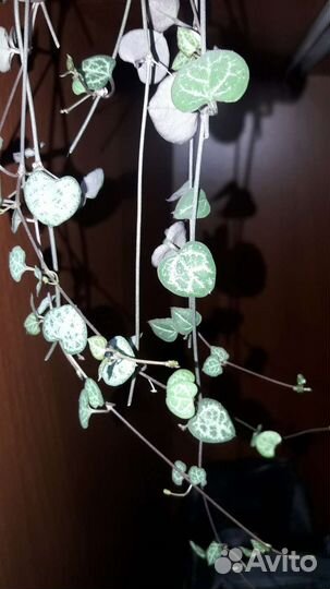 Церопегия вуда