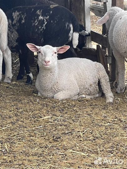 Баранчики тексель на племя