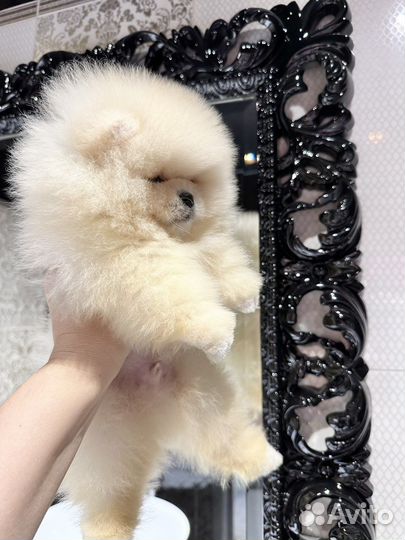 Померанский шпиц медвежьего типа