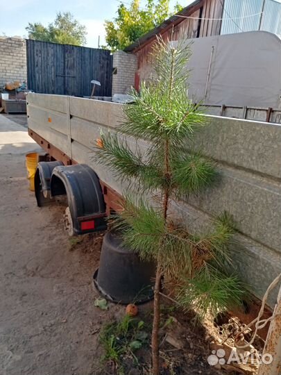 Прицеп легковой большой