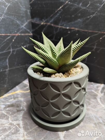 Хавортия Спайдер Вайт в горшочке