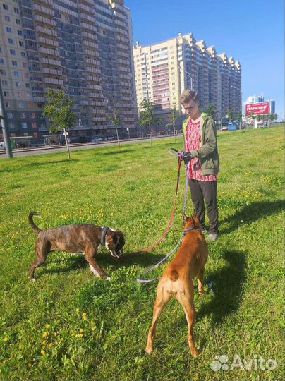 Выгул собак