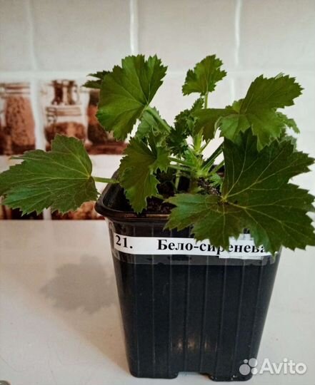 Пеларгония герань