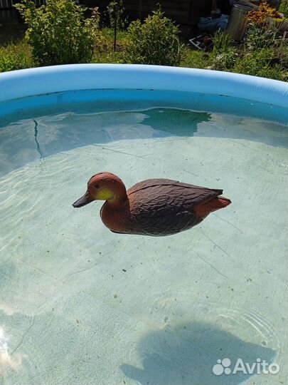 Утки подсадные для охоты