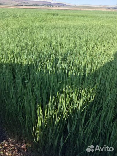 Сено луговое разнотравие