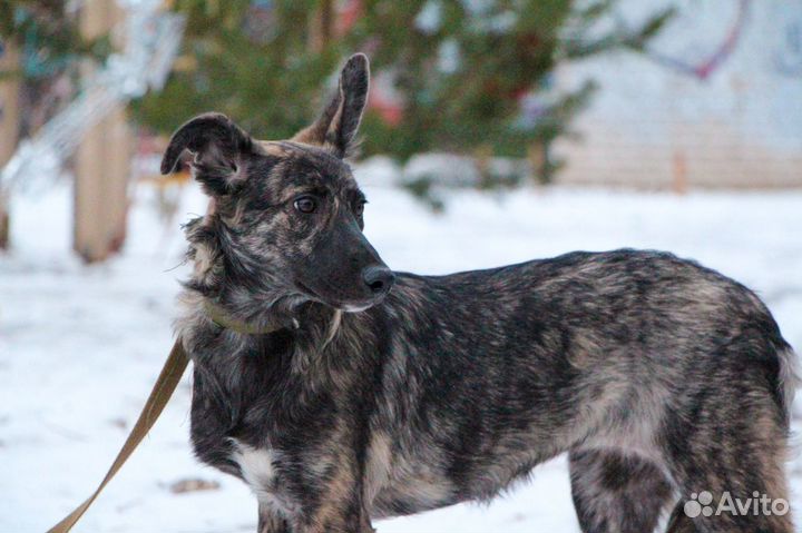Отдам щенка в добрую семью