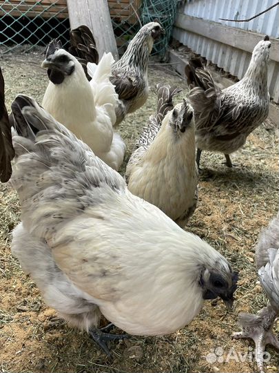 Инкубационное яйцо лакеданзи