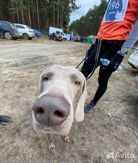 Тренер по бегу, online планирование