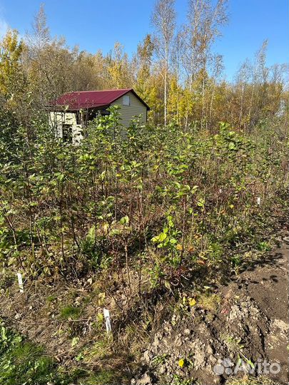 Продам оптом саженцы яблони,груши,сливы и т.д