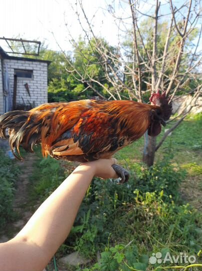 Петух Лакендайзи