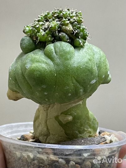 Gymnocalycium monstrose