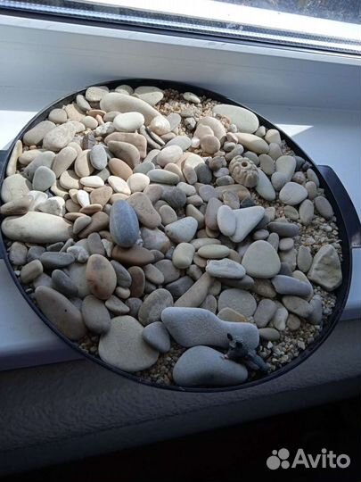 Ракушки и камушки с моря