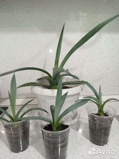 Агава американская