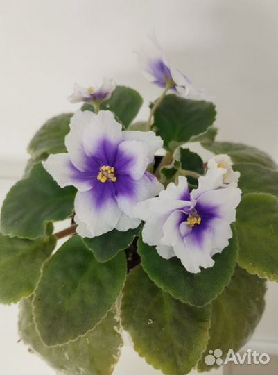 Сортовые фиалки