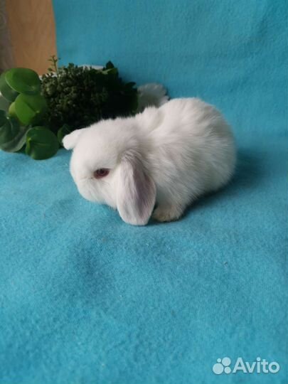 Нежные белоснежные малыши