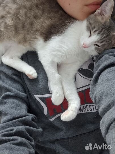 Кошка в дар