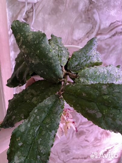 Хойя ундулата