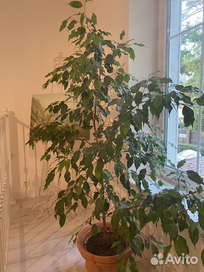 Фикус бенджамина
