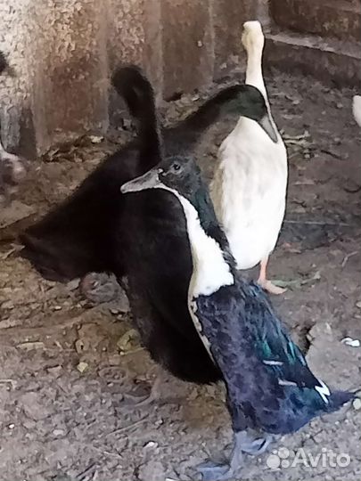 Утки индийский бегунок