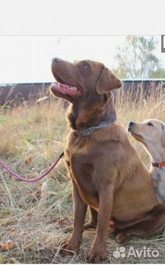 Лабрадор для вязки