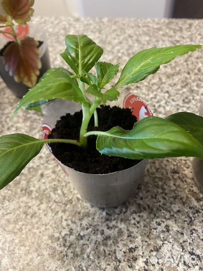 Домашние цветы