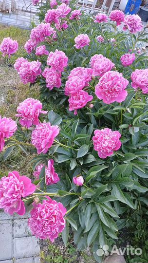 Пионы Королевские