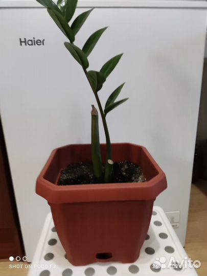 Замиокулькас (без горшка)