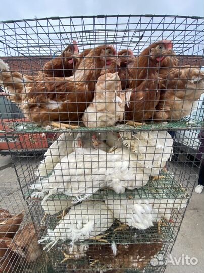 Куры несушки