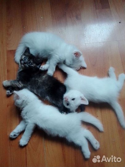 Котята